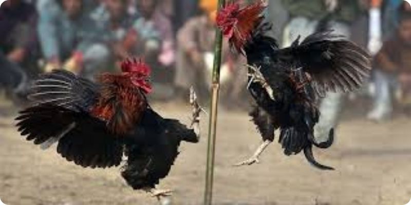 Các loại hình cá cược tại VIPWIN