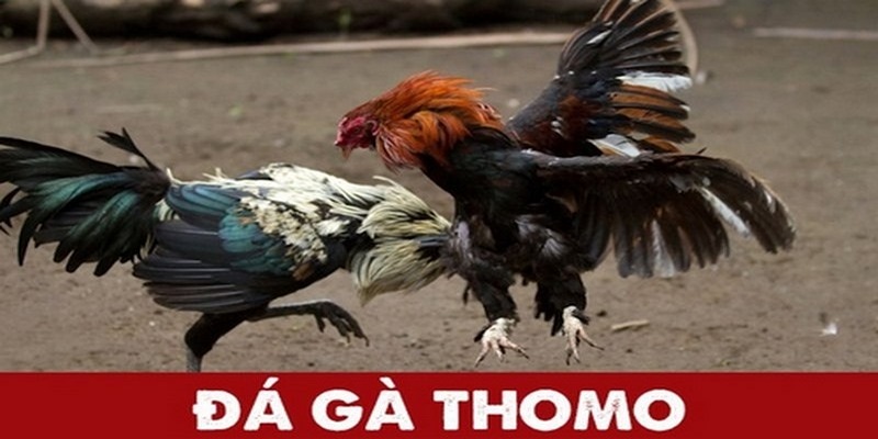 Giải nghĩa về khái niệm đá gà Thomo