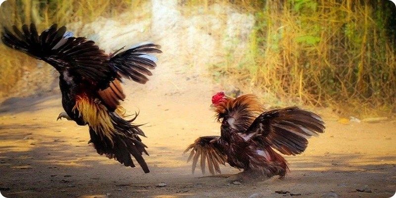 Kinh nghiệm chơi cho người mới