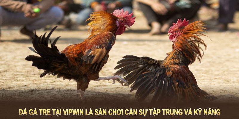Đá gà tre tại VIPWIN là sân chơi cần sự tập trung và kỹ năng để đạt hiệu quả cao