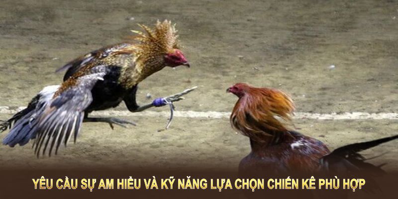 Đá gà tre tại VIPWIN yêu cầu sự am hiểu và kỹ năng lựa chọn chiến kê phù hợp